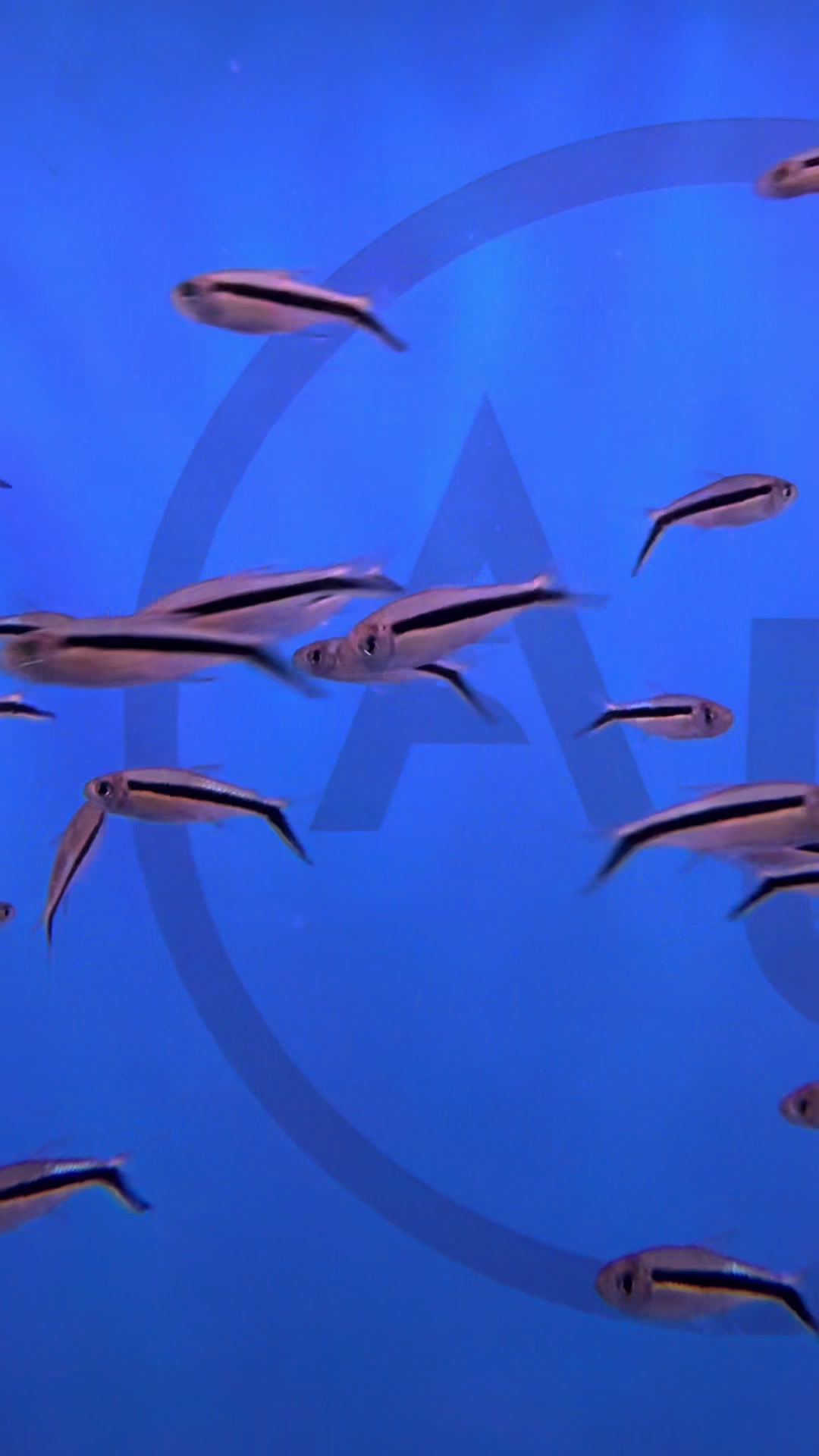 @epicfishnetwork