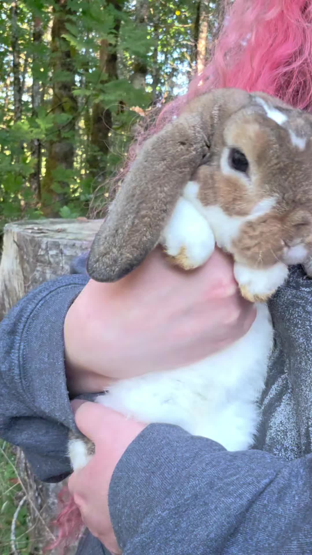 @Darling Rabbitry
