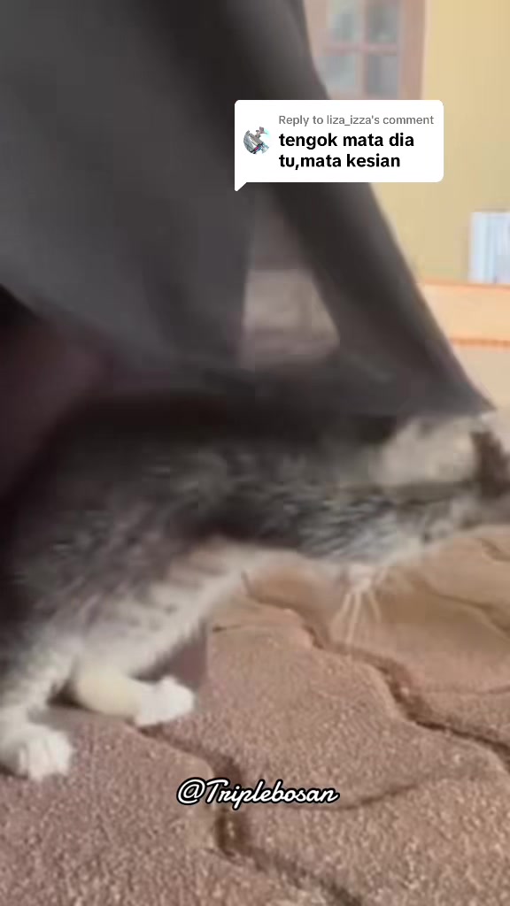 @KUCING SAYA MAJIKAN SAYA|BIHA