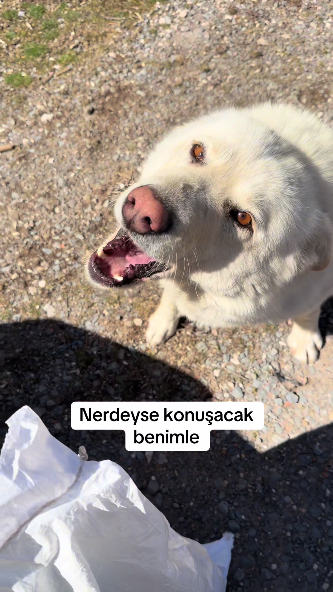 @azaphanecanlari