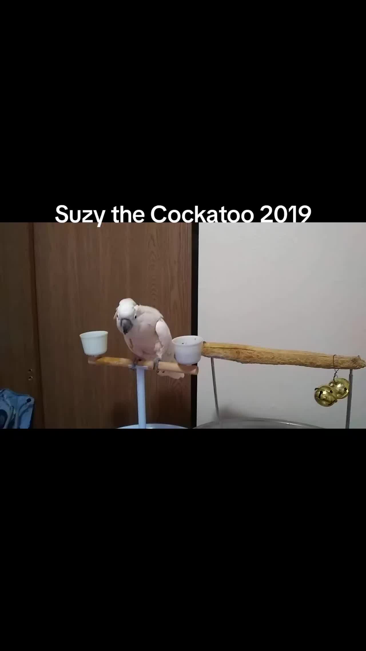 @Suzy the Cockatoo