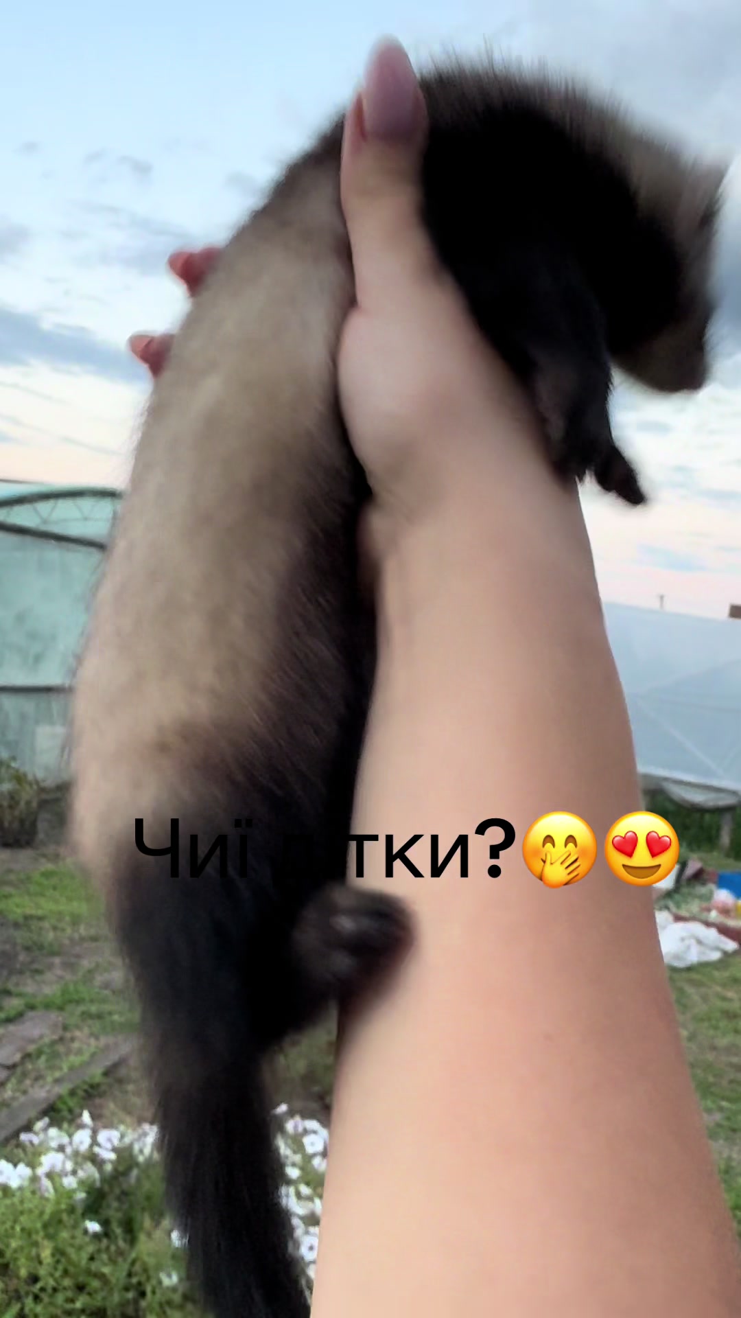 @🦦 Хорьки Київ 🇺🇦
