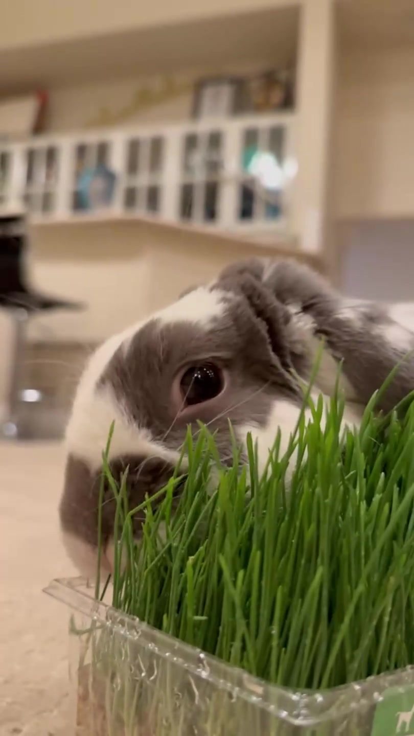 @Bini the Bunny