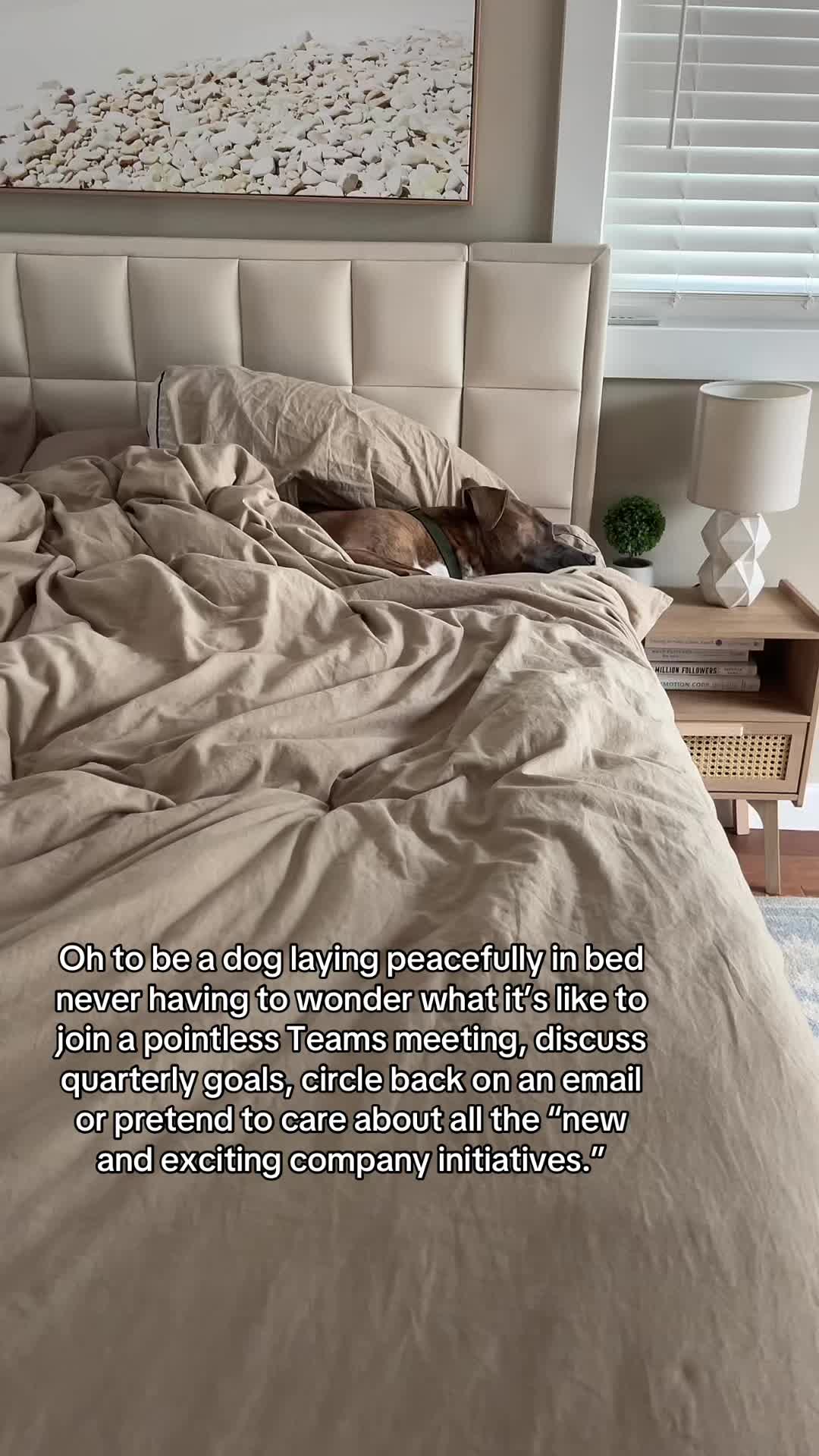 @StellatheDeafBulldane