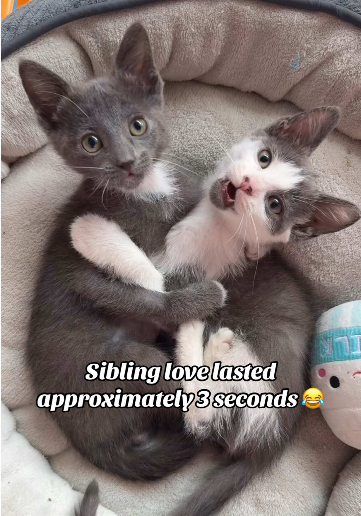 @Frankies_Fosters