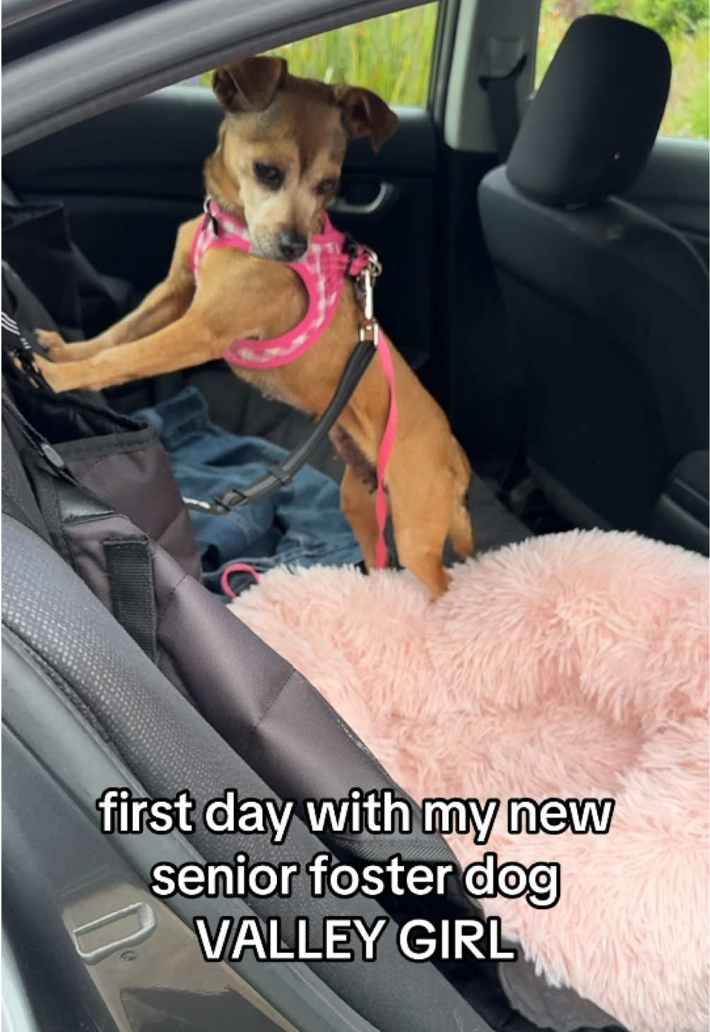 @Lisa fosters senior dogs 🐶