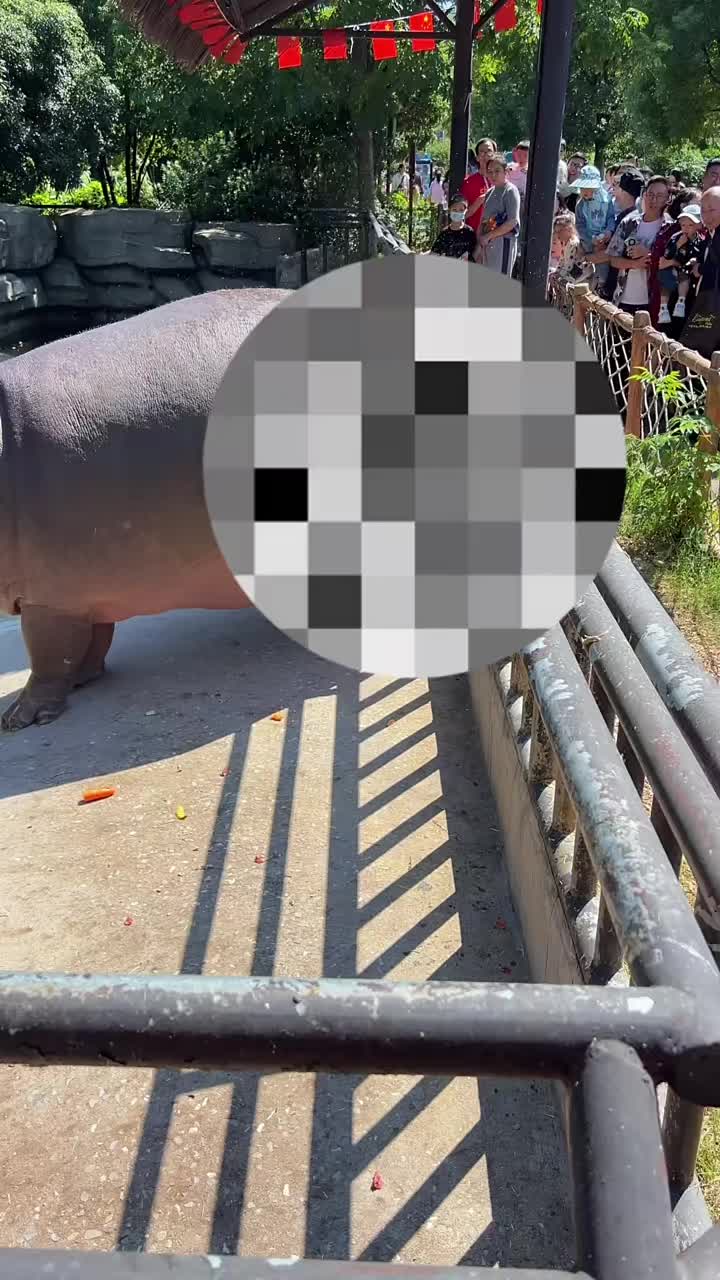 @Hippo