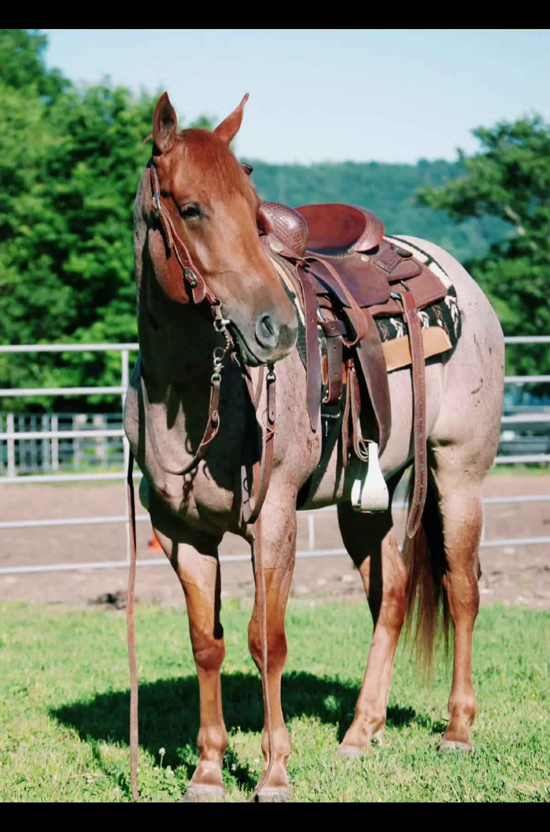 @CircleHEquineSalesLLC