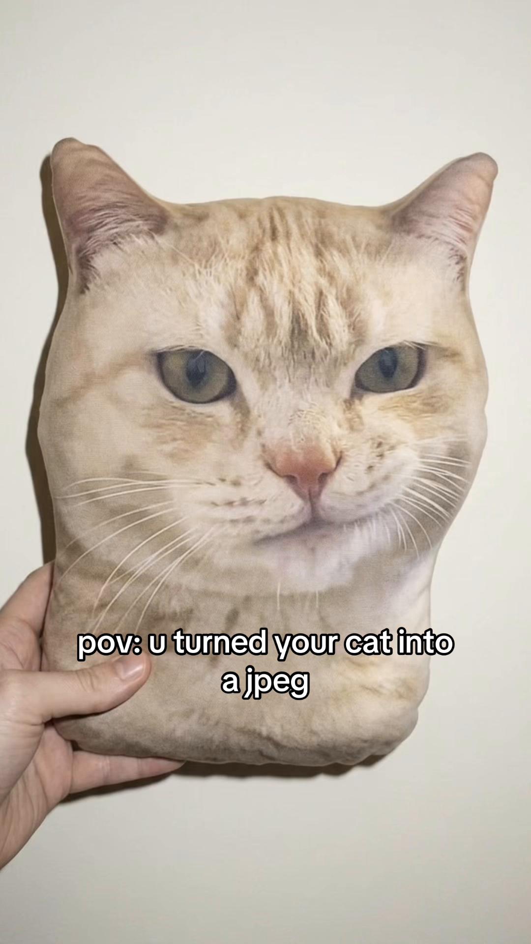 @cat memes