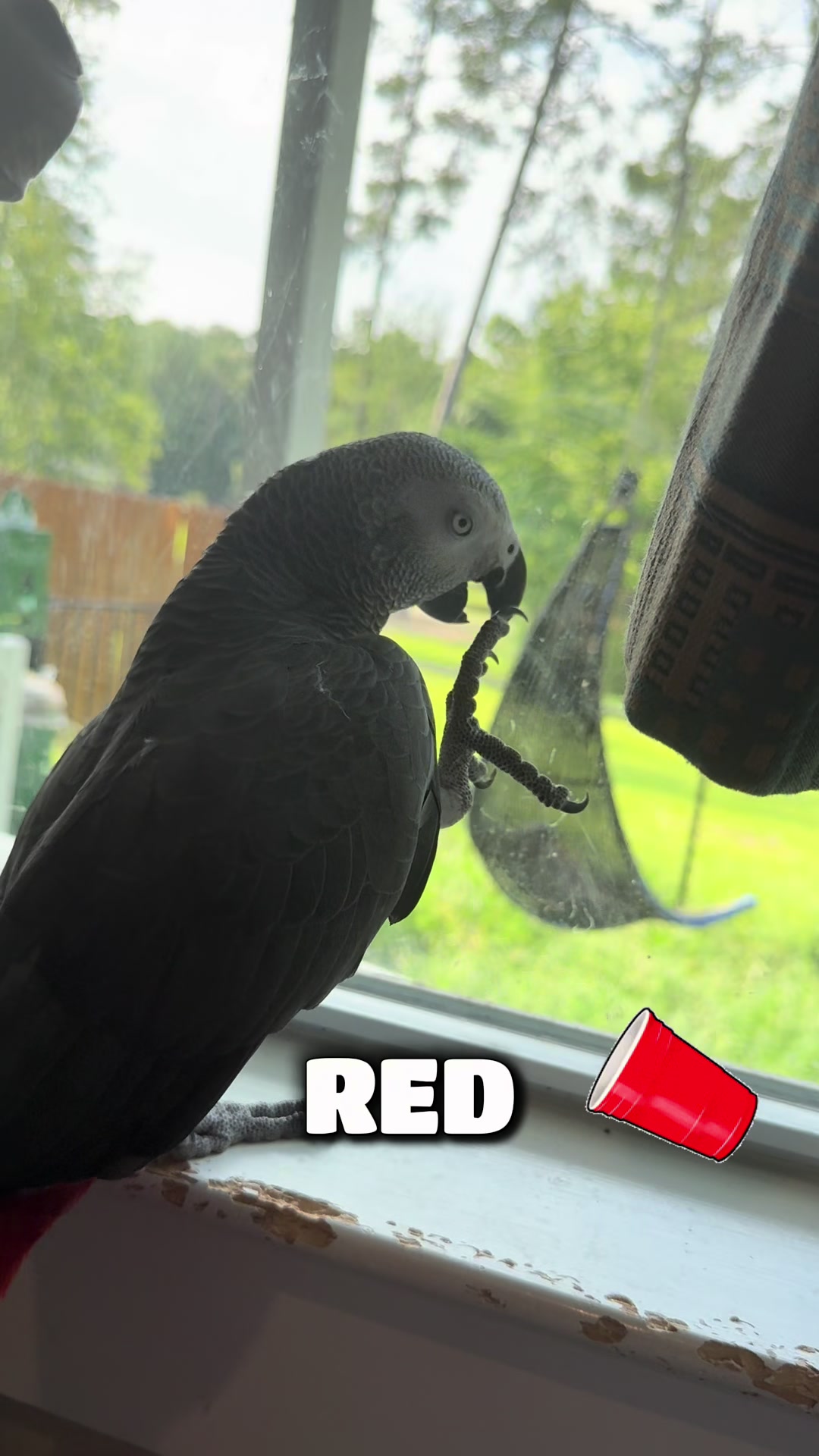 @thehinzoo
