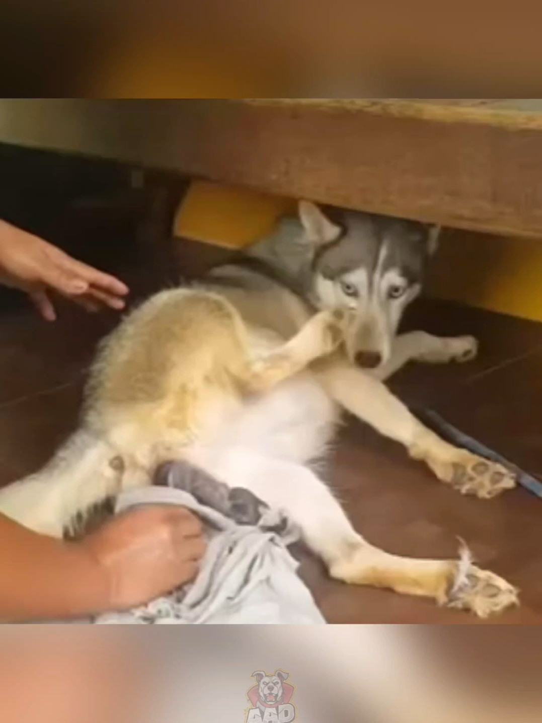 @Dog Breed World