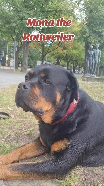 @Mona the Rottweiler
