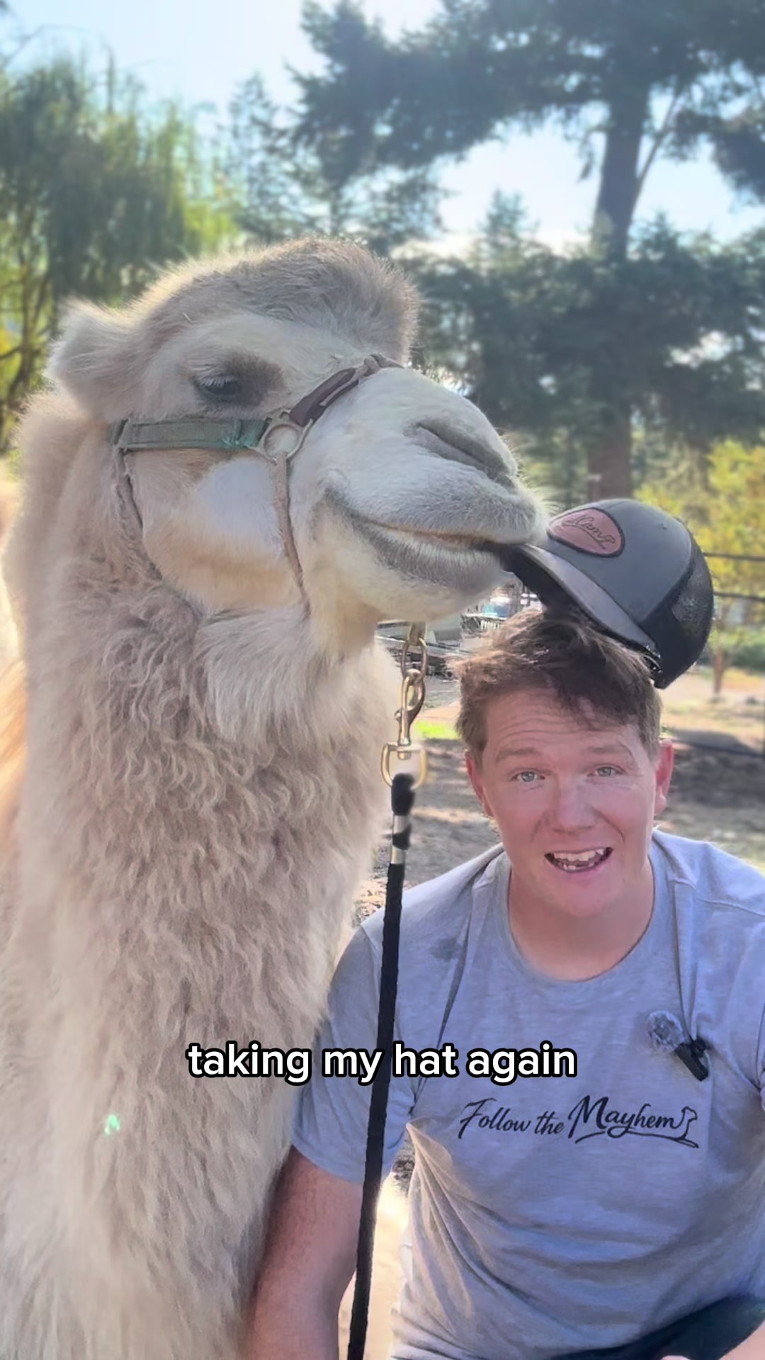 @MayhemTheCamel