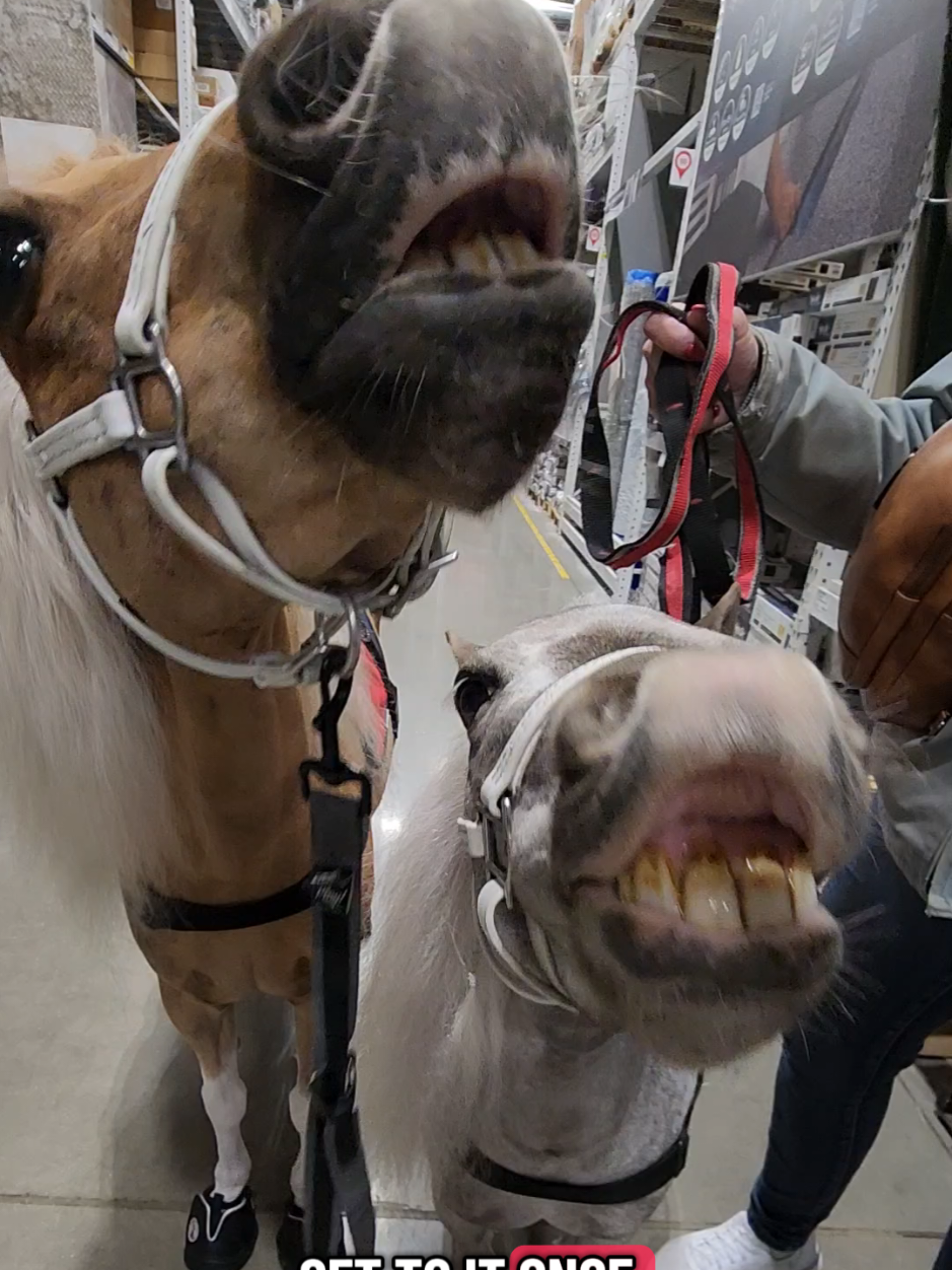 @minihorsemomandtrainer🐴🐴🐴🐴