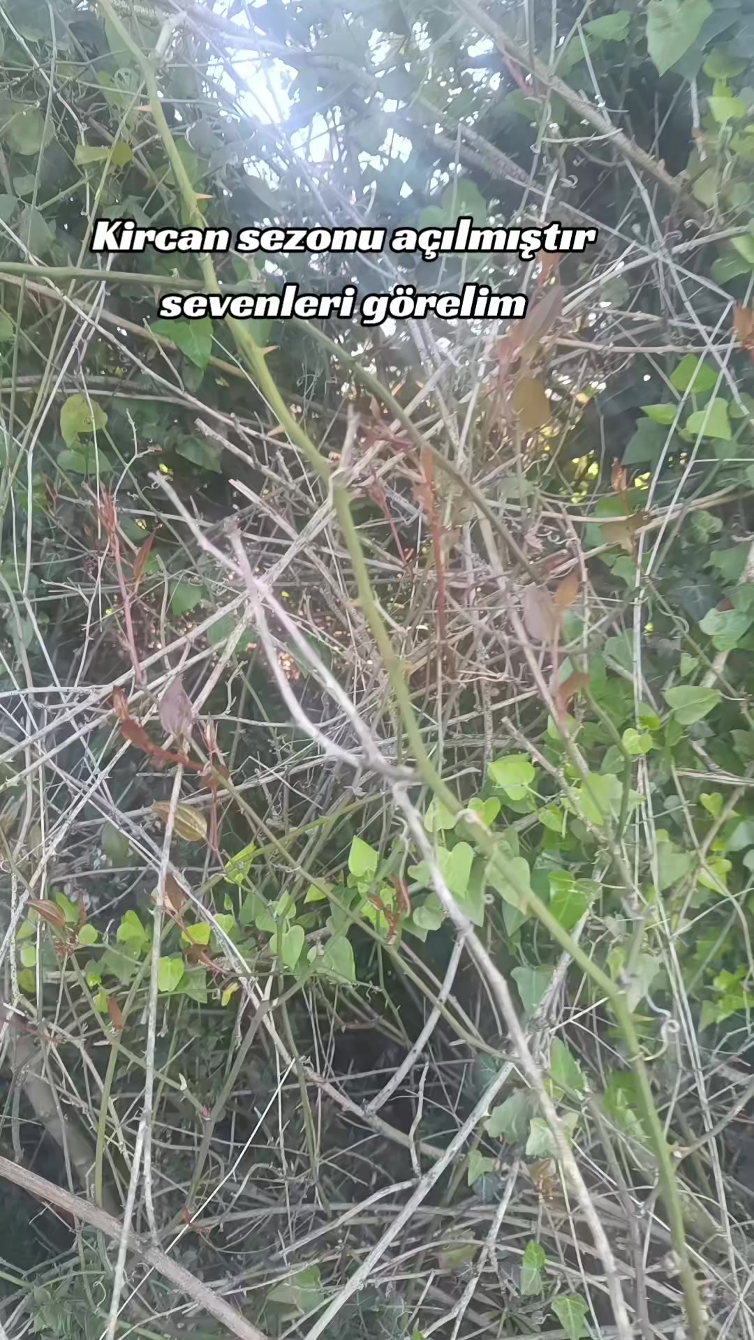 @sibel aydoğdu