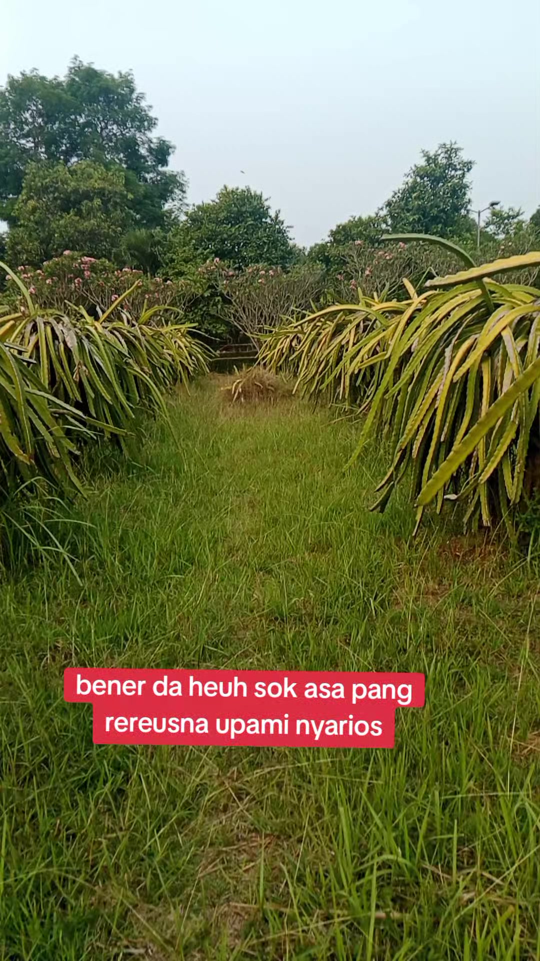 @Hilmanaria2