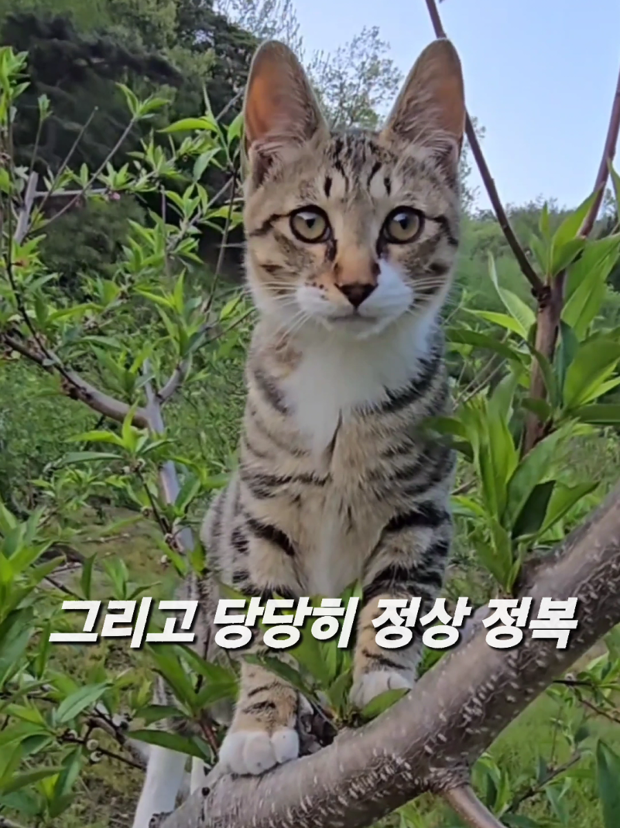 @유튜브 윤파머 납작복숭아