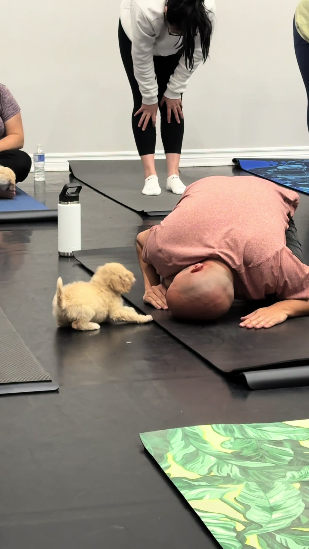 @Muskoka Puppy Yoga