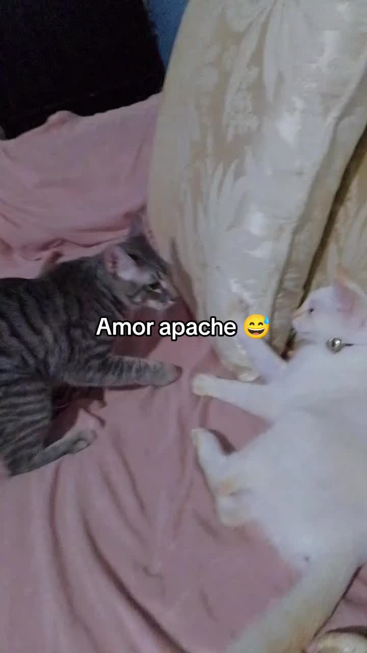 @@paupau202