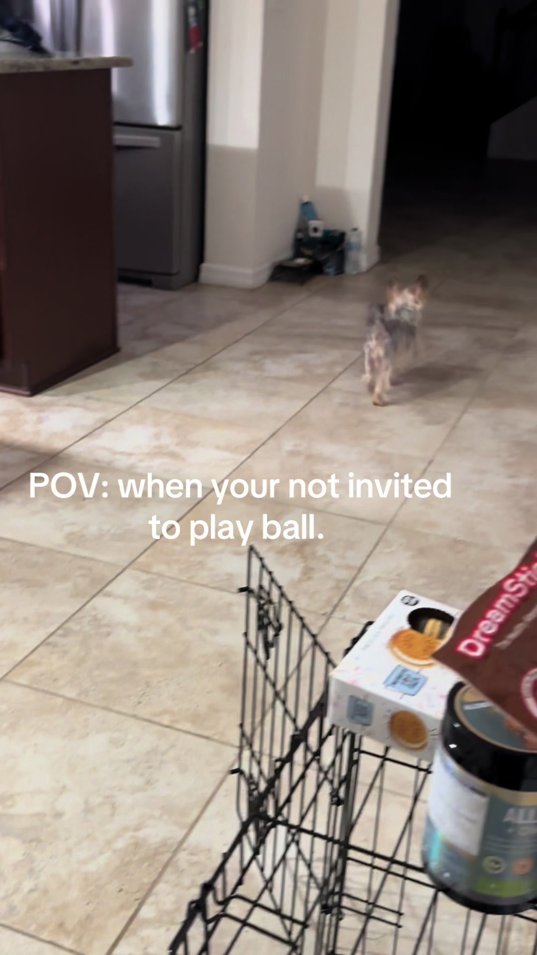 @Penny the Yorkie