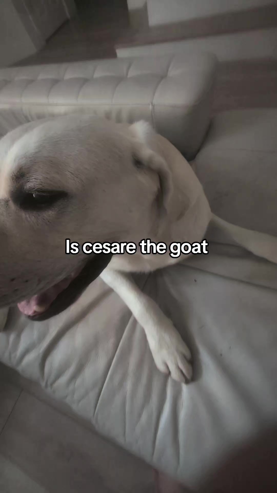 @Life With cesare