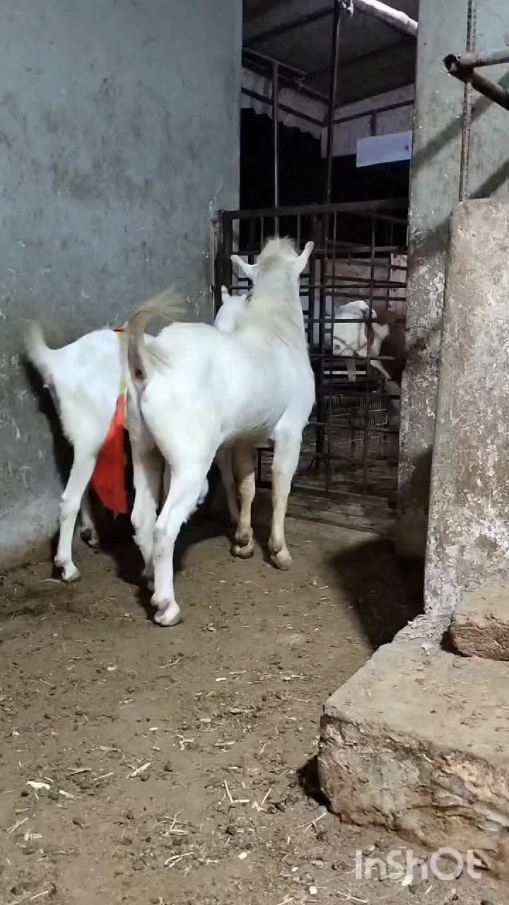 @MS Farm