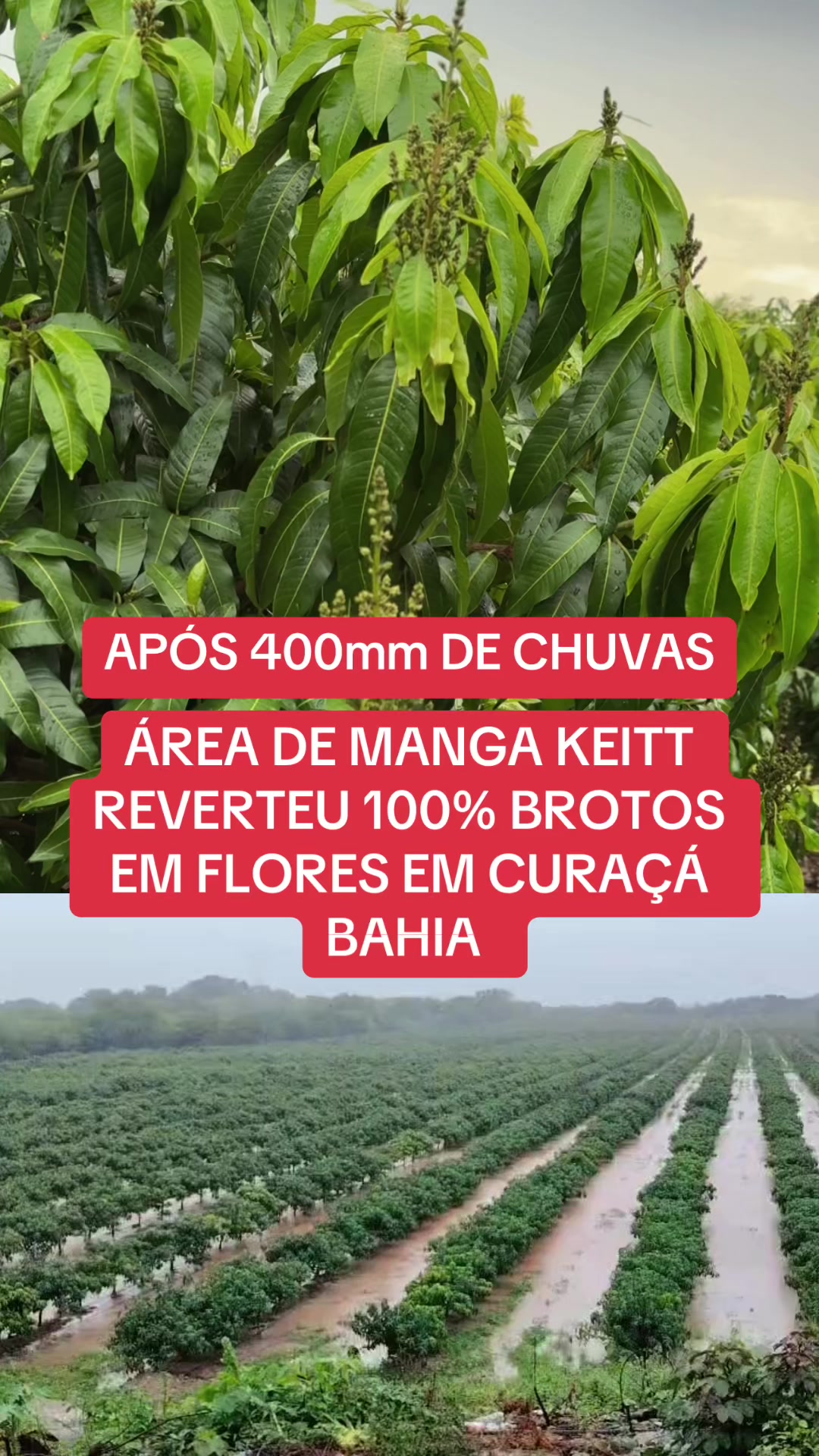 @flavio12inoveagro_oficial