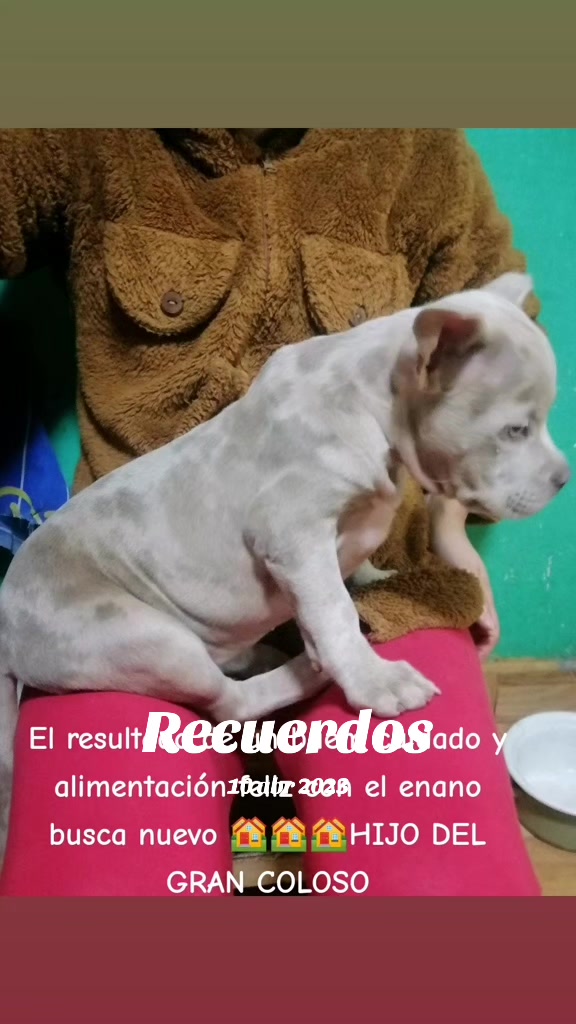 @Kratos kennel