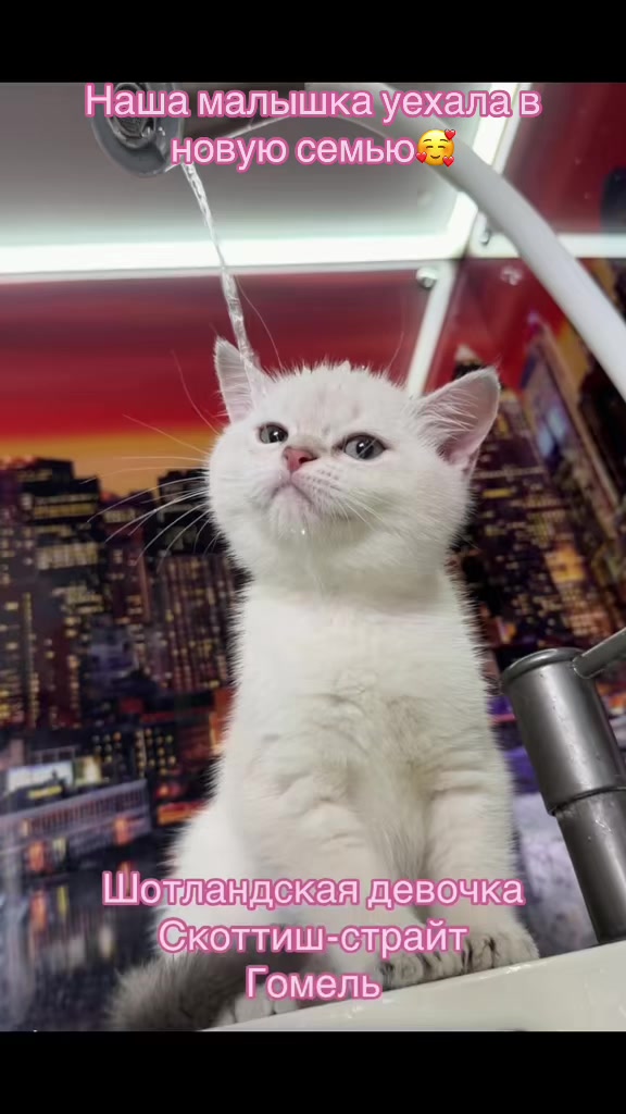 @Cat&Kittens