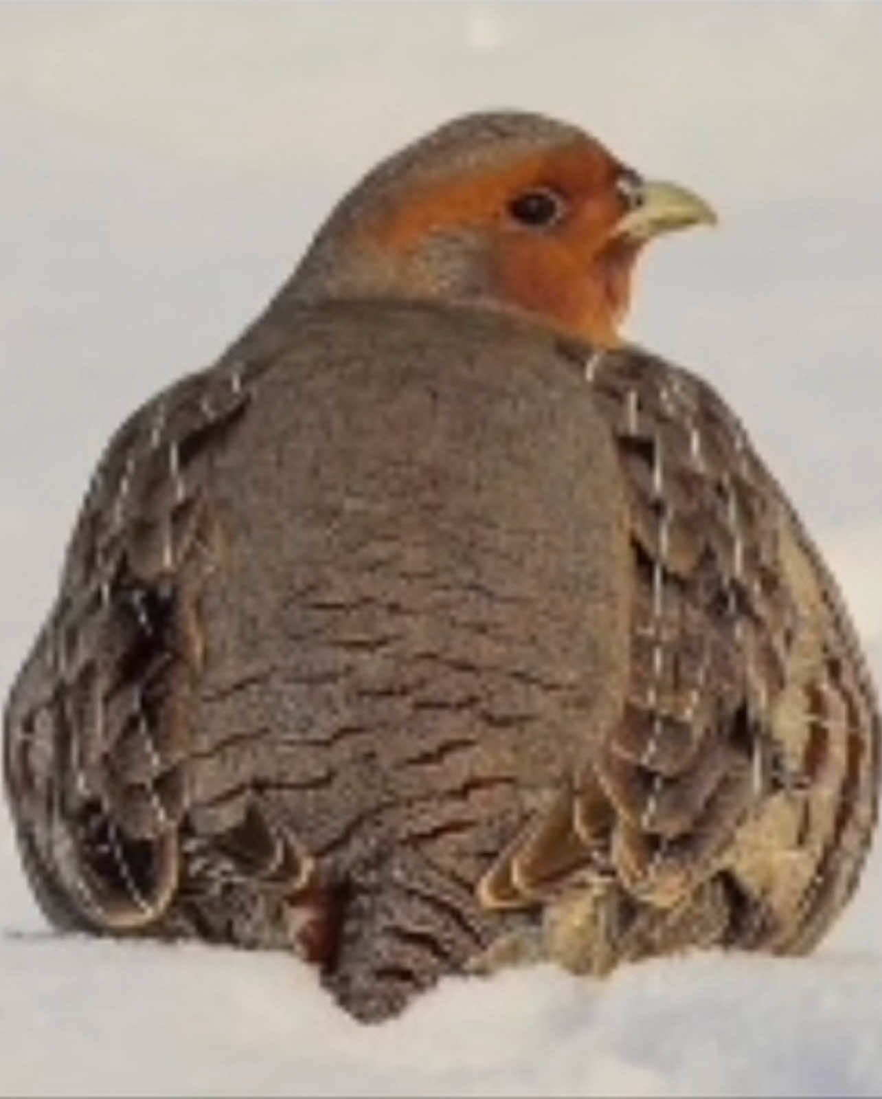 @#котыприколы