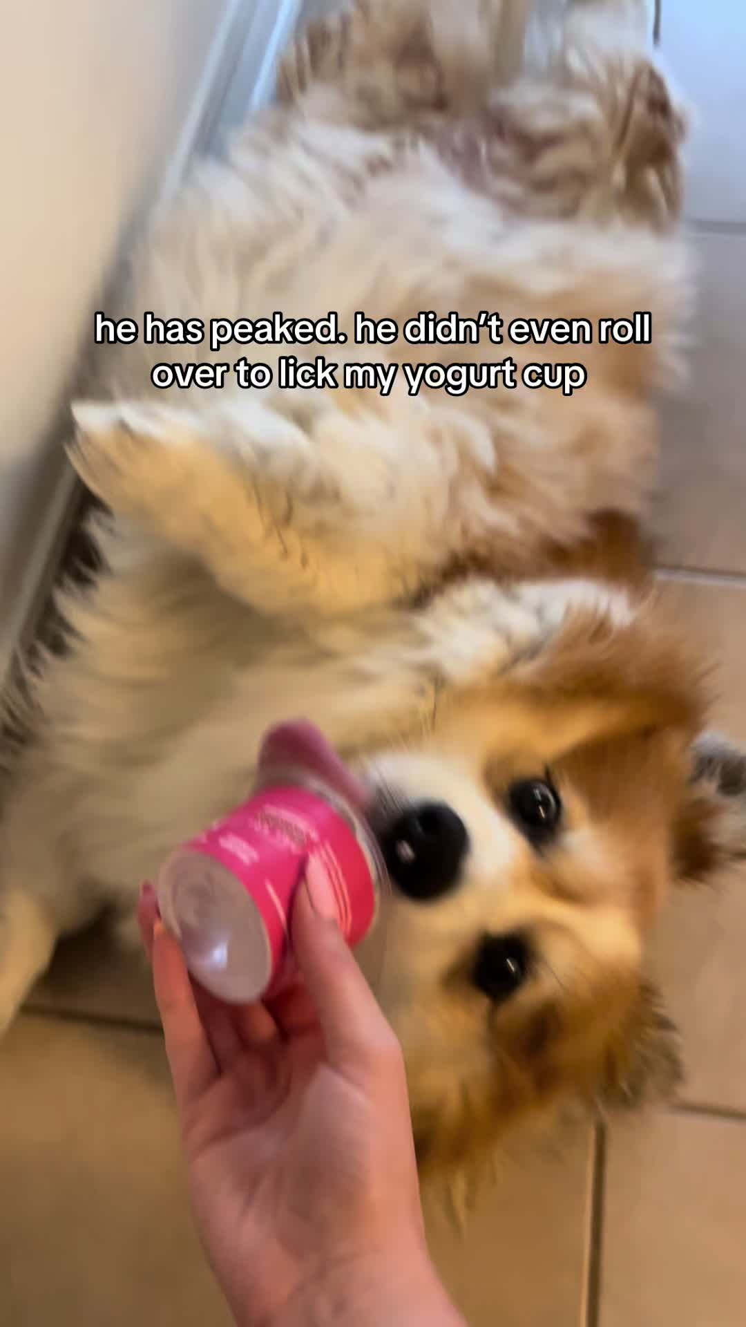 @hudsonthefluffycorgi