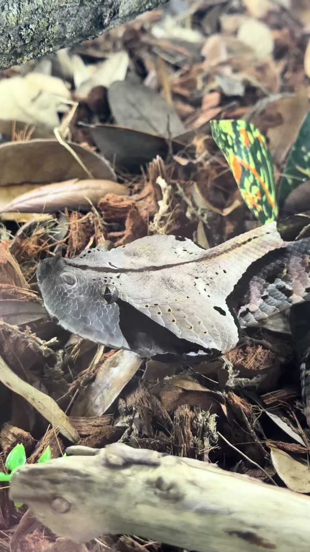 @SavageryReptiles