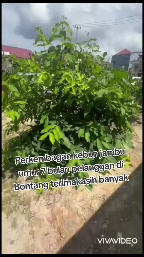 @Bibit khusus samarinda