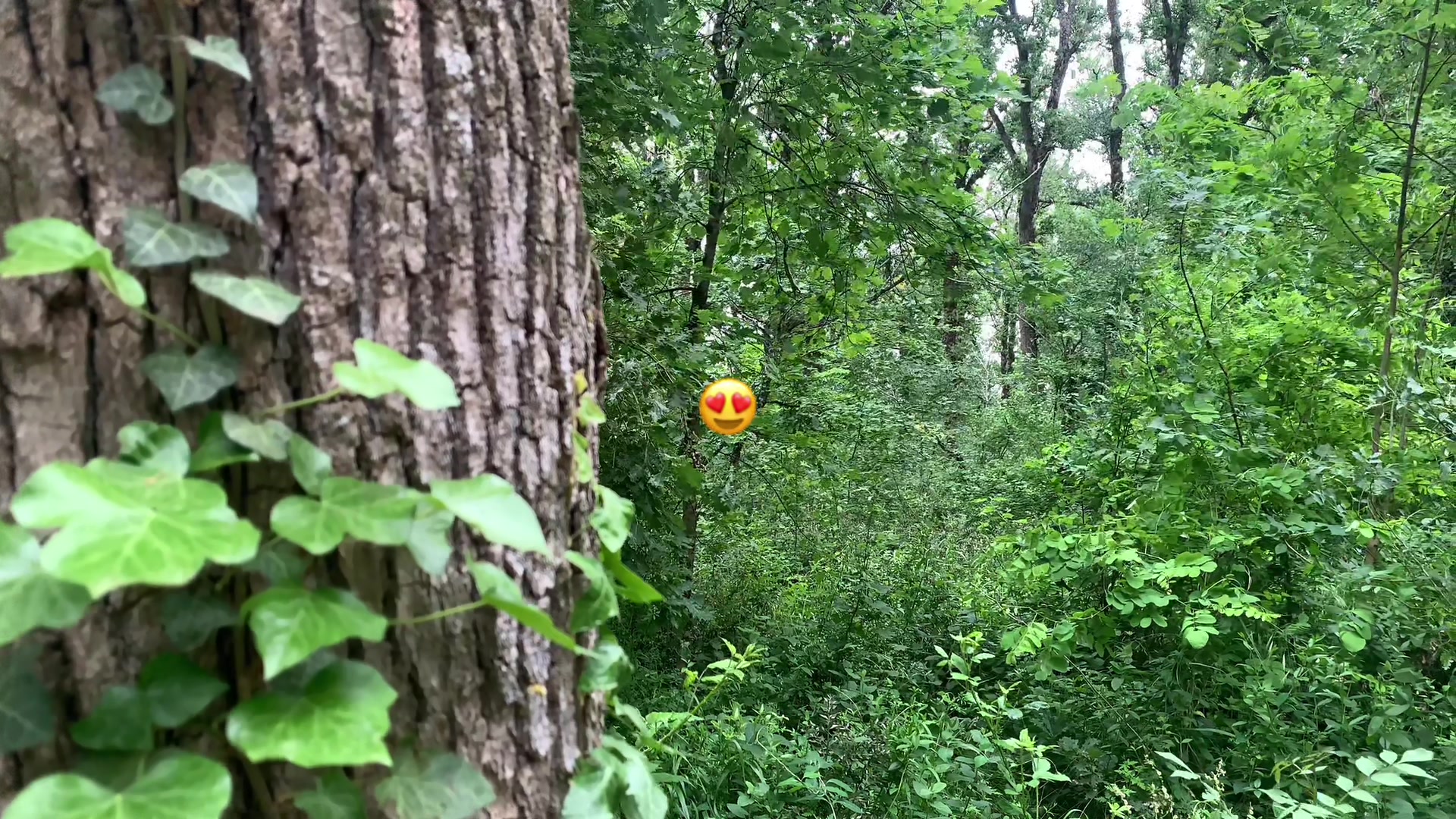 @Spideer.exee