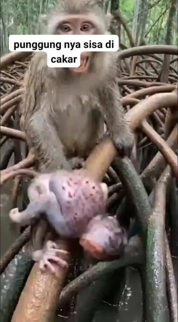 @babah zikri