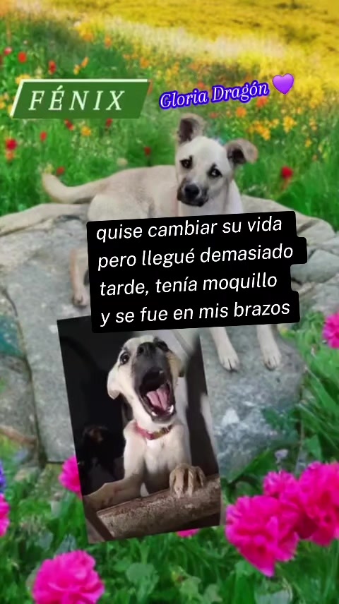 @Gloria Arellano Ramirez