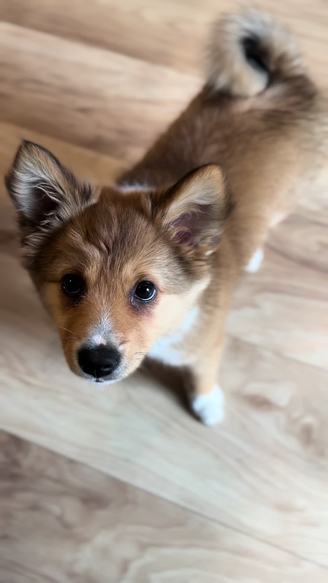 @kaska.olive.fira.roux