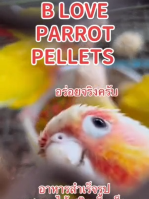 @pairronation