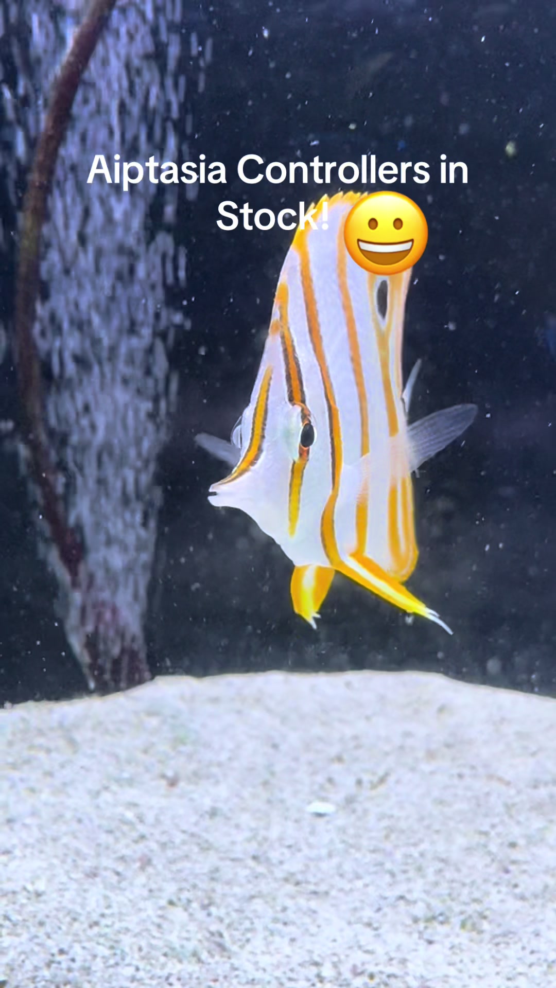 @fintastic aquariums