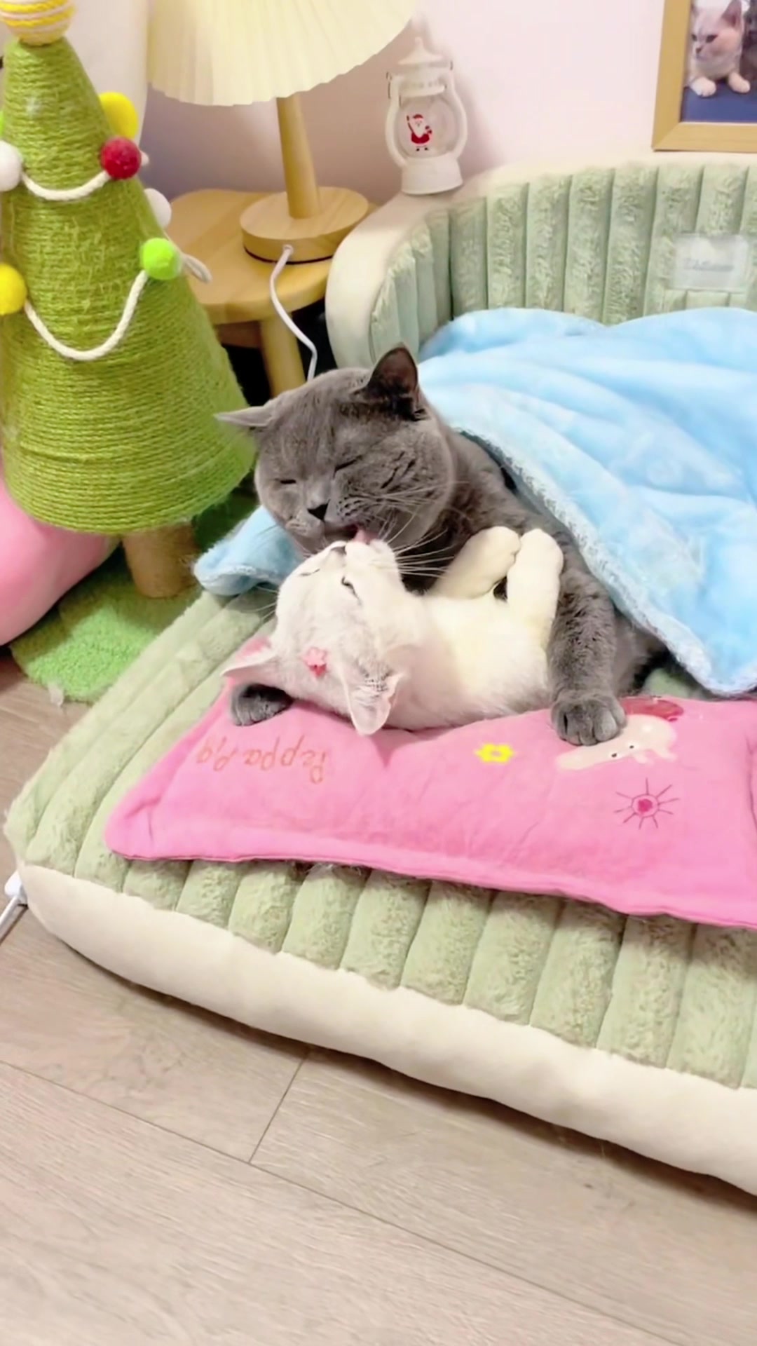 @The Kitten Council 😻😻
