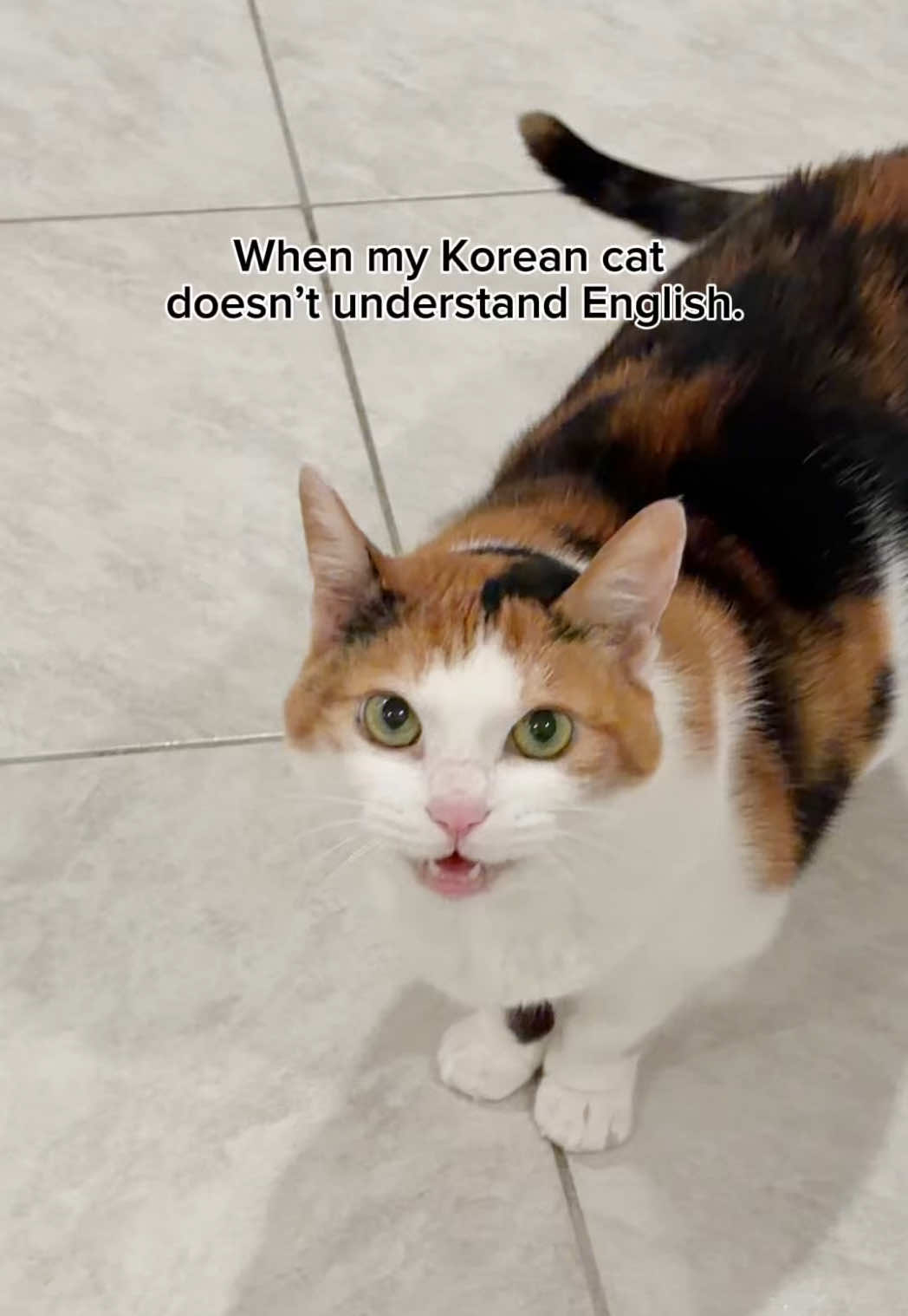 @Miyopet