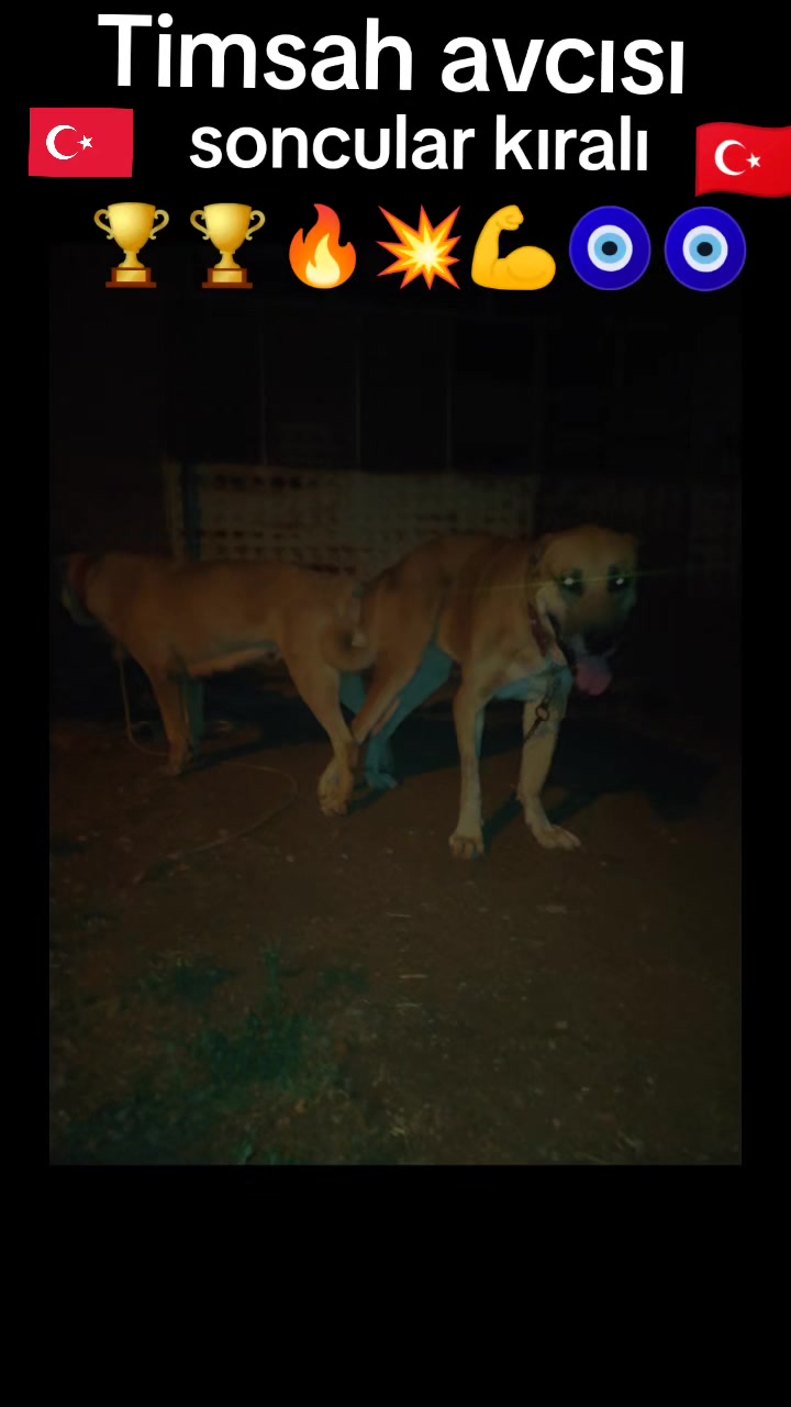 @Boz DAĞLI mmttnr Dev yarenleri