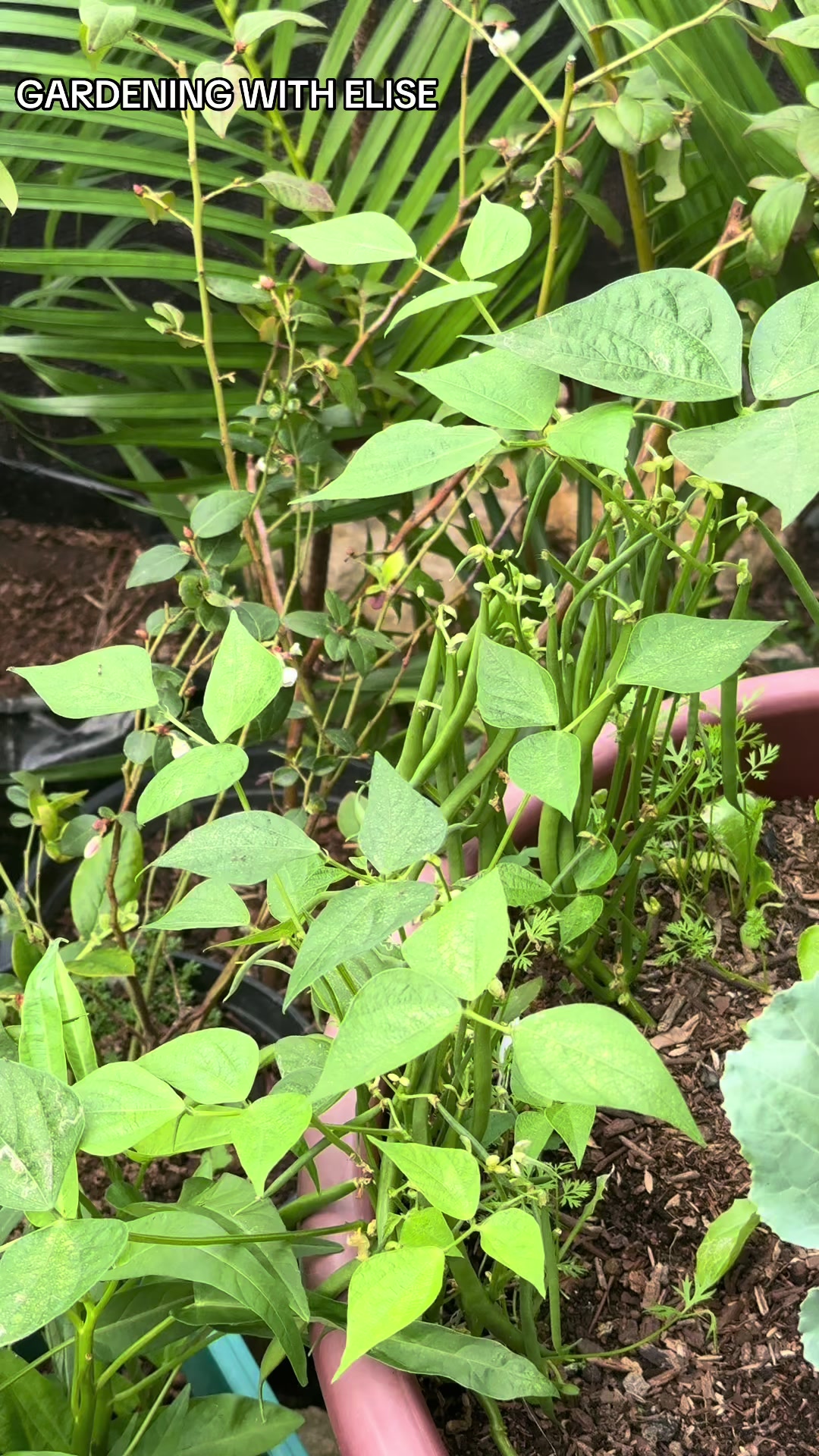 @Gardening with ELISE