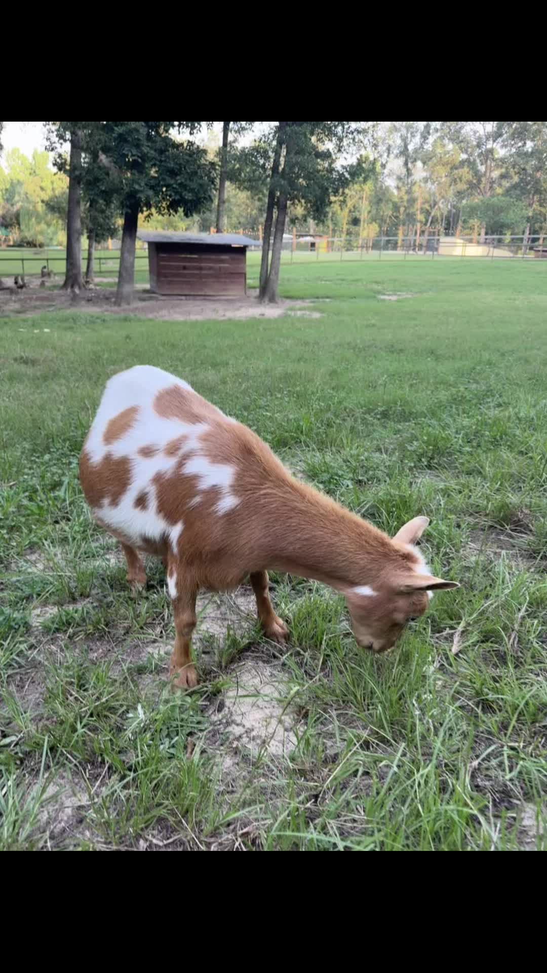 @Goat Daddy's
