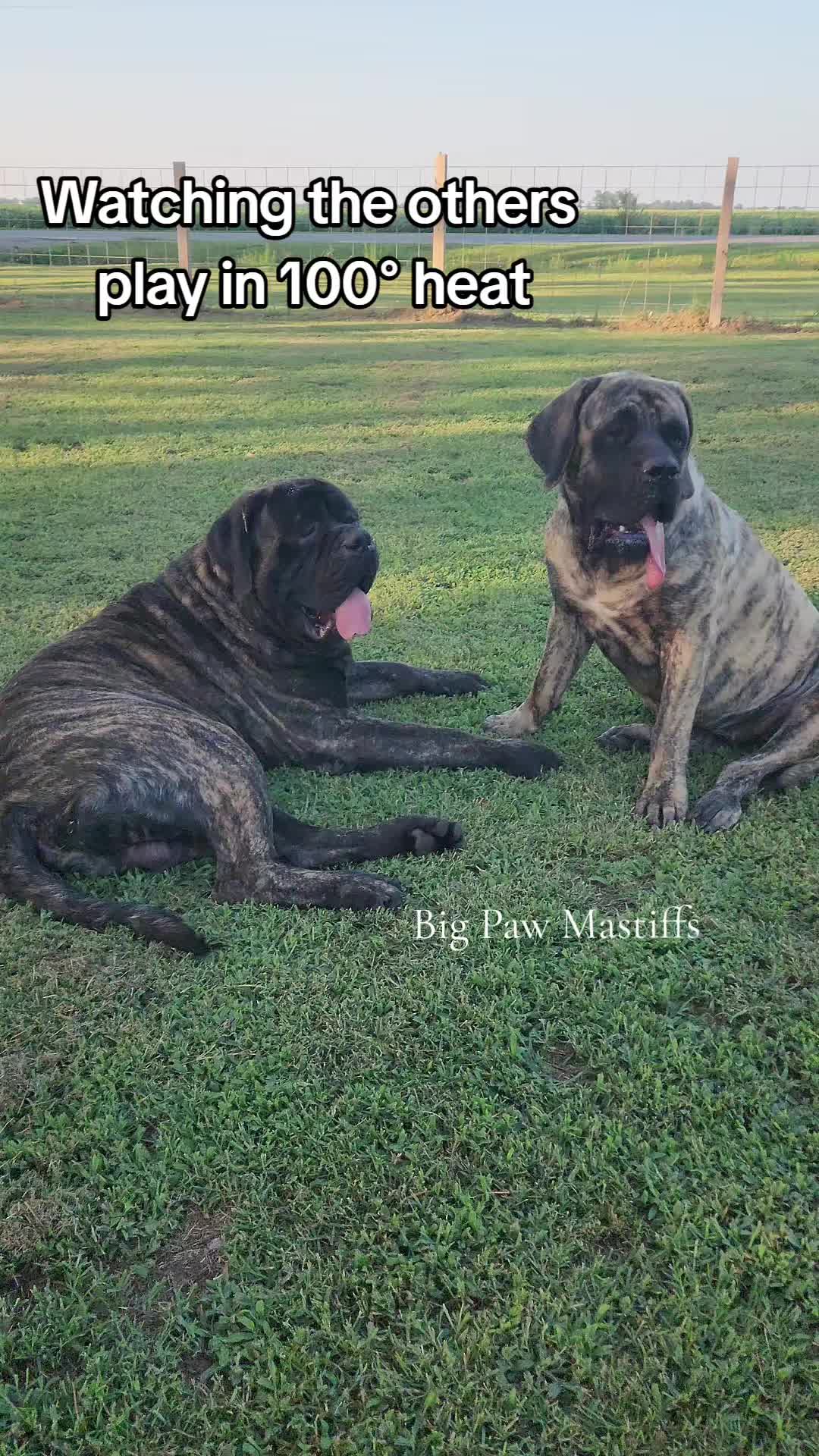 @Big Paw Mastiffs