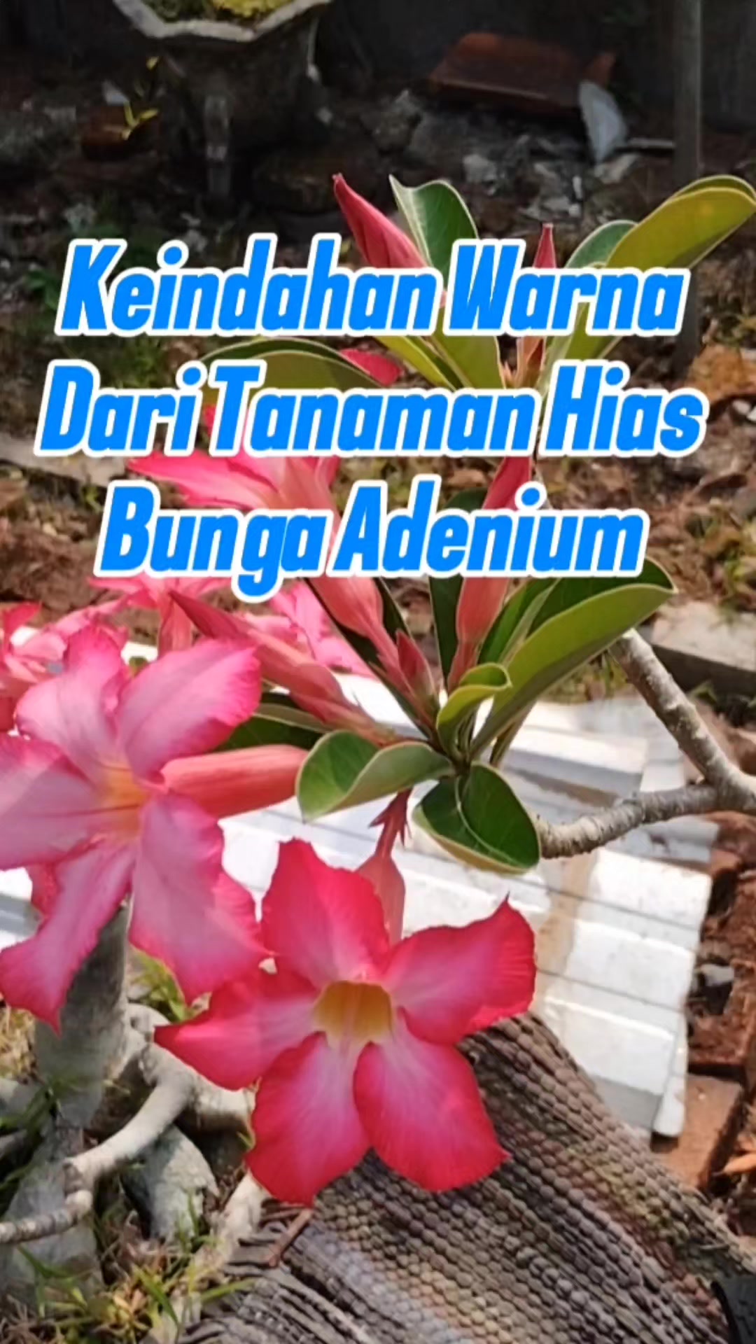 @Bukit Farming