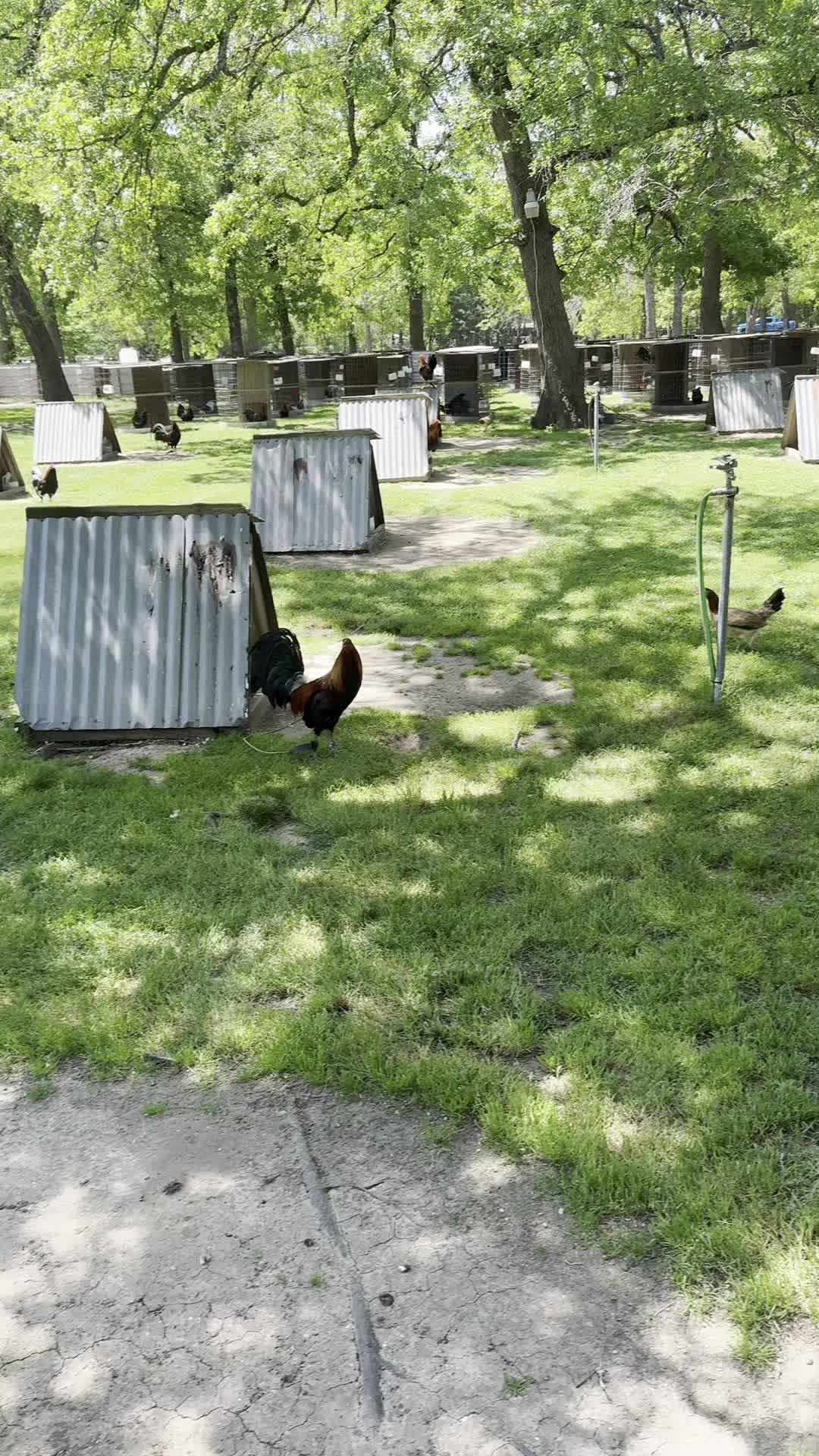@ElPalmaritoGAMEFARM