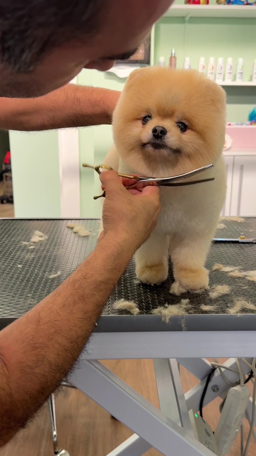 @@petstylistt