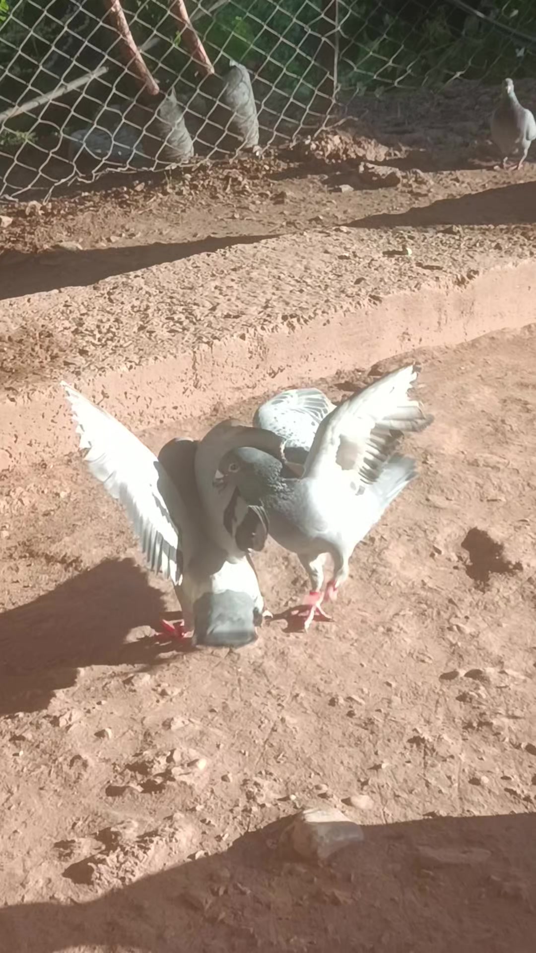 @YARIŞ POSTASI