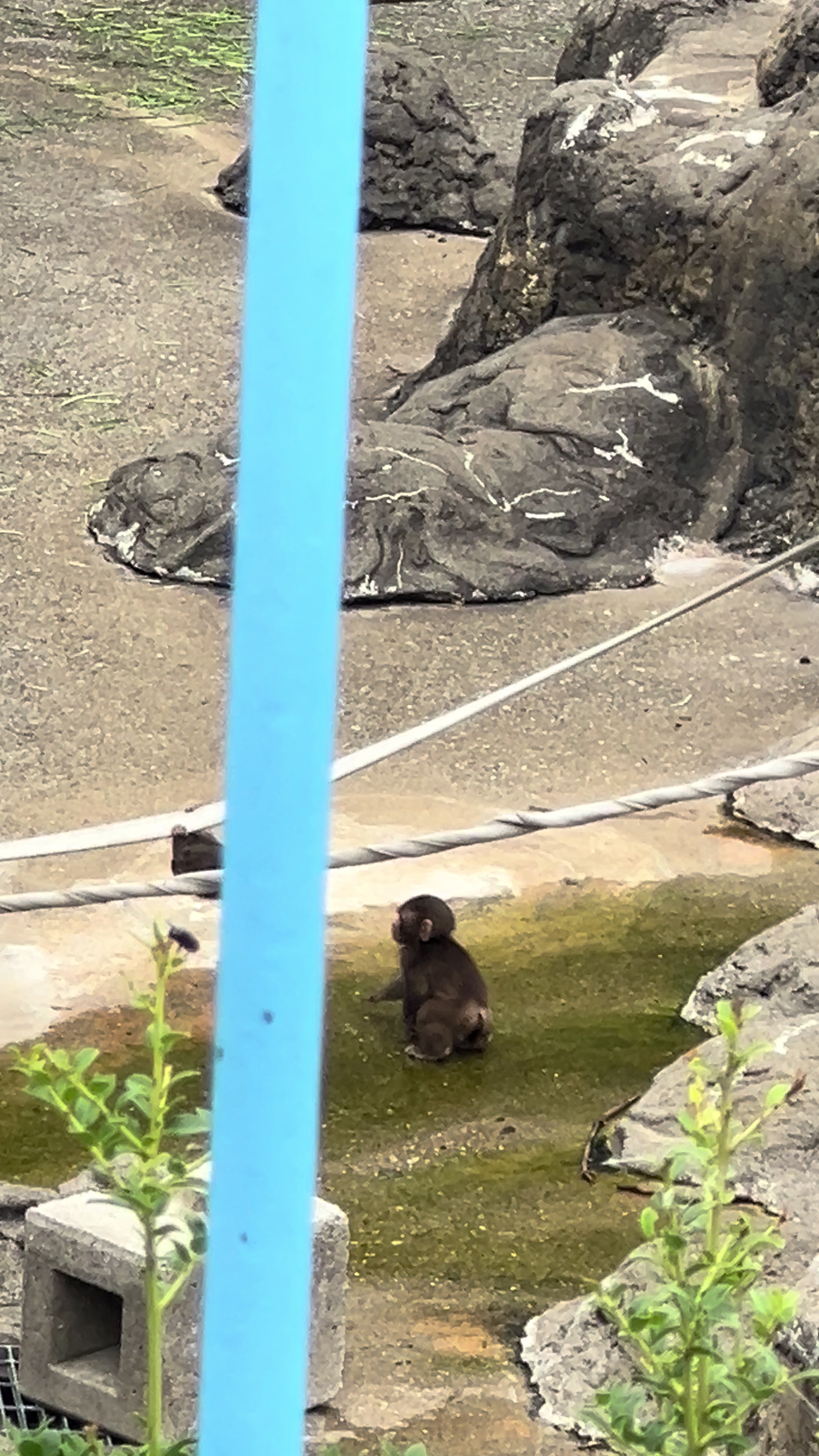 @パンチくん日記 | Punch Diary🇯🇵🐒